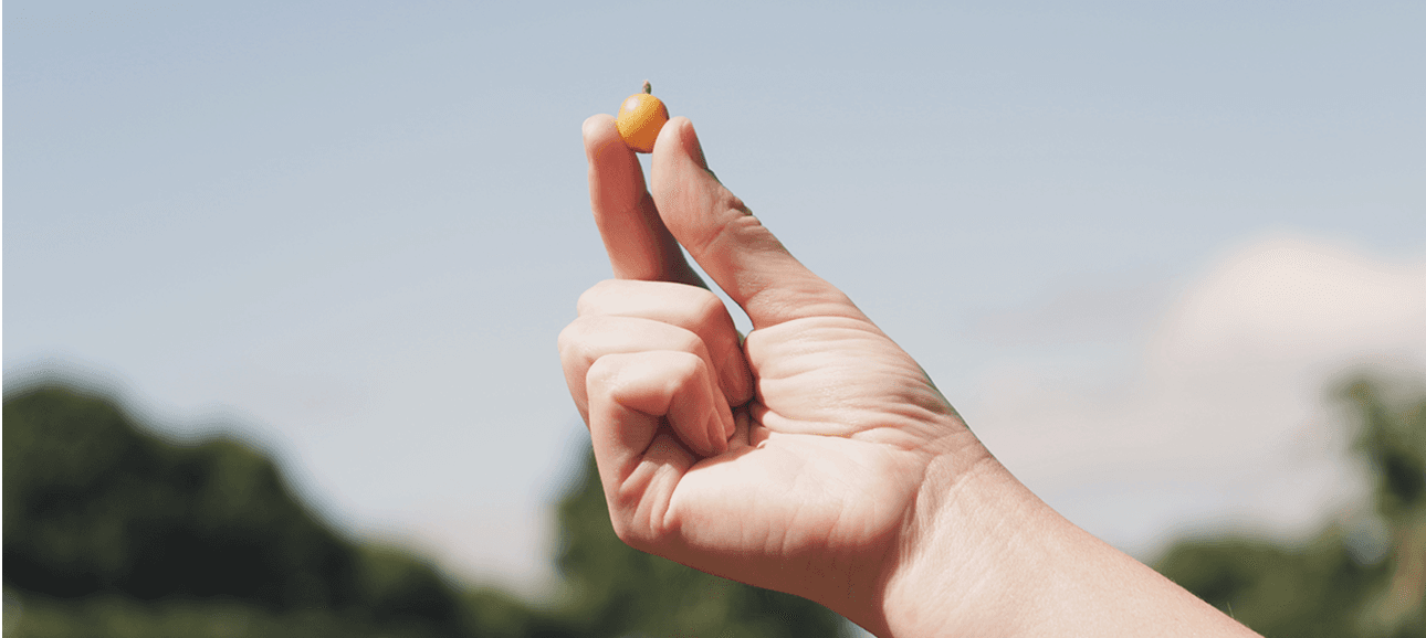 Grão de café maduro